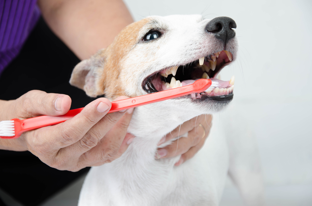 Dog getting its teeth brushed at the vet.
