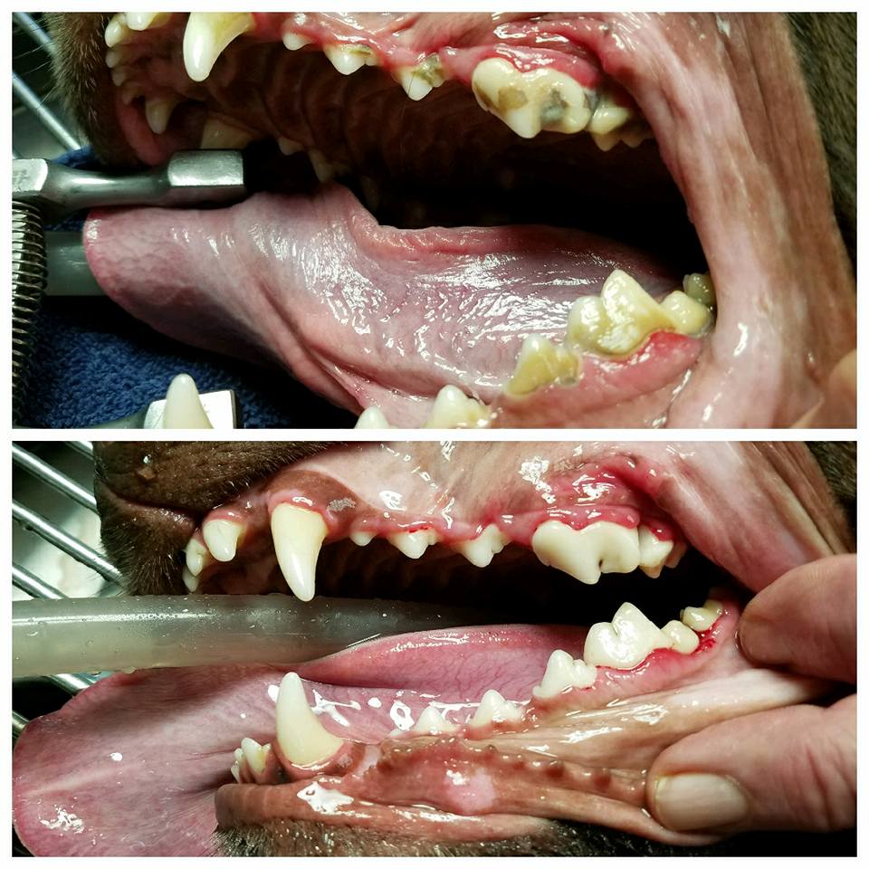 Dog Dental Before and After